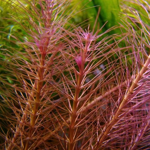 Rotala wallichii - Mayaca des Indes en pot